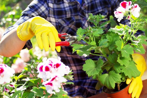 Local gardener working in a suburban Ruislip garden