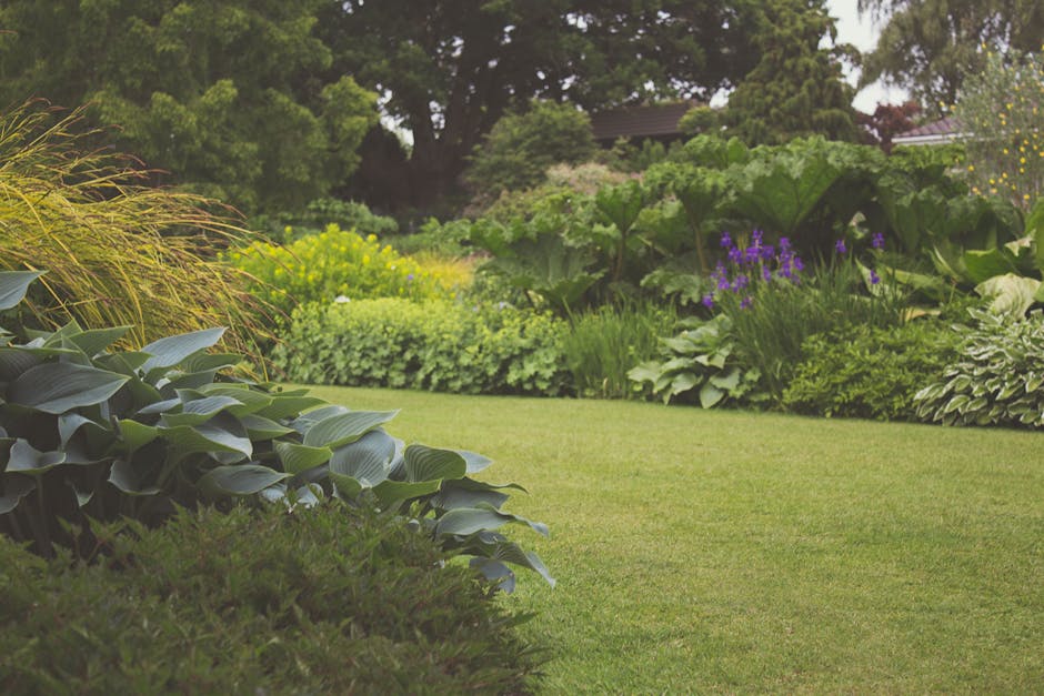 A well-maintained garden scene featuring a neatly mown green lawn bordered by diverse, leafy shrubs and plants. In the foreground, broad, dark green hosta leaves with smooth textures are visible, alon